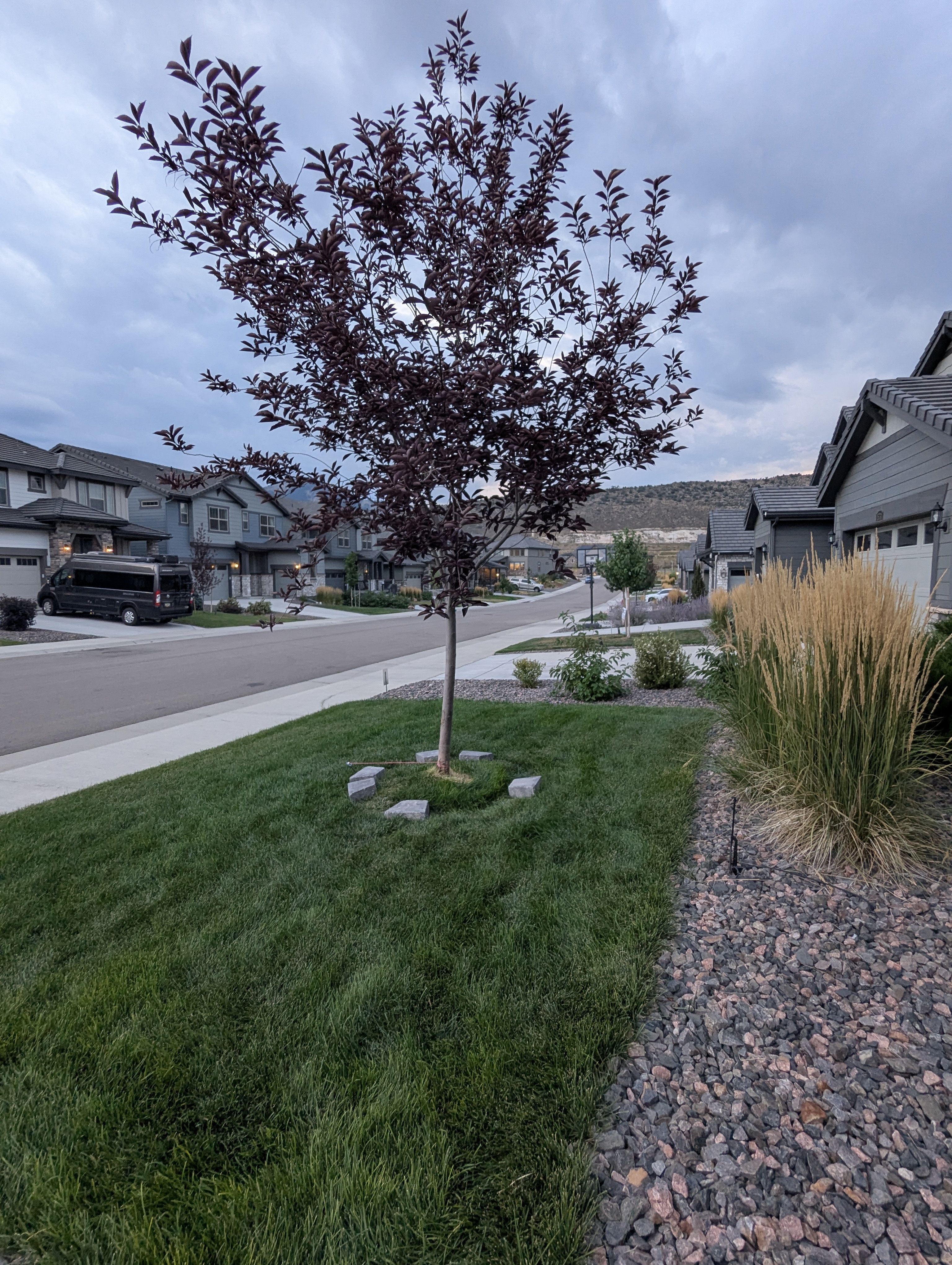 Tree Ring, Home Improvement, Morrison, Colorado